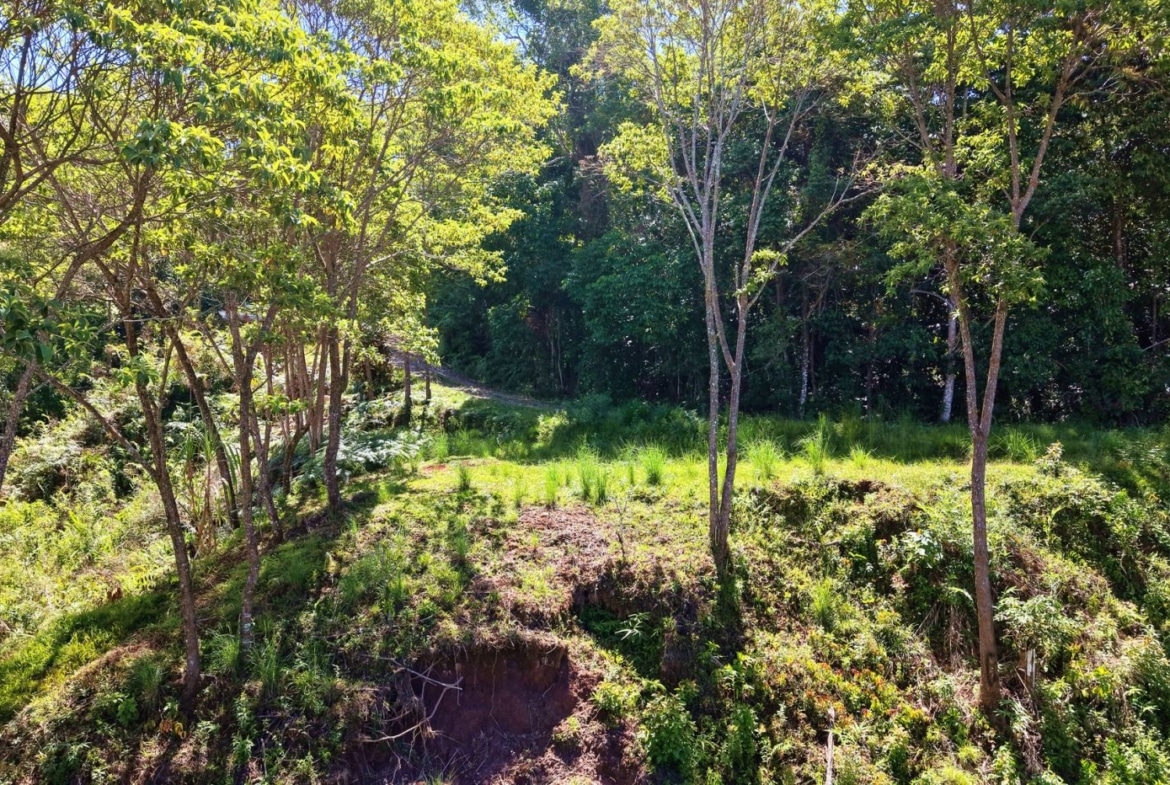 Sunlit forest clearing with young trees and green undergrowth on a gentle hillside.