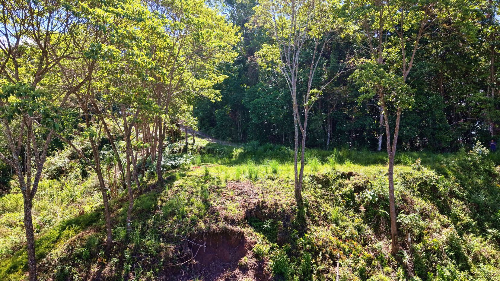 Sunlit forest clearing with young trees and green undergrowth on a gentle hillside.