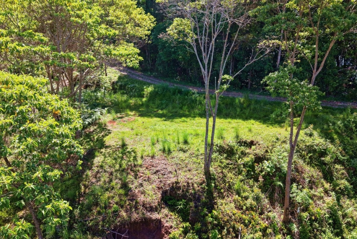 Sunlit park scene with a dirt path winding through trees, green grass, and two people standing along the trail on the right side.]','Aerial view of a lush park: tall trees, a narrow dirt path, and two figures near the path edge on the right.','Green clearing framed by trees and shrubs, with a winding path and two people visible along the edge of the trail.