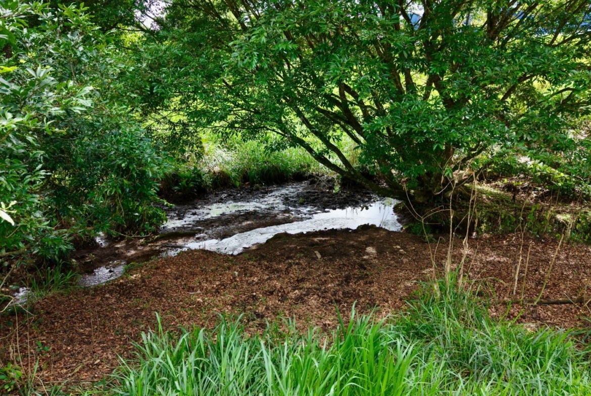 A small muddy stream winds through a shaded garden, surrounded by dense green shrubs and trees.