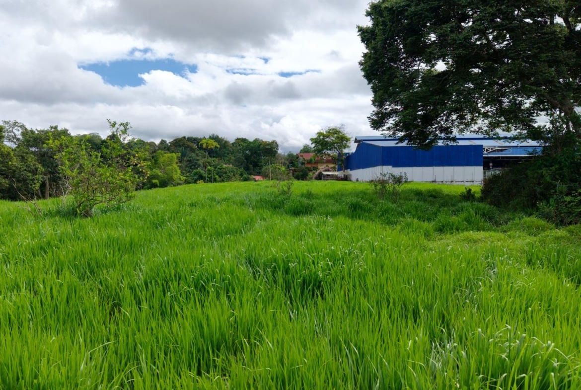 Vast green field with tall grass, a blue and white warehouse in the background, and trees under a cloudy sky.