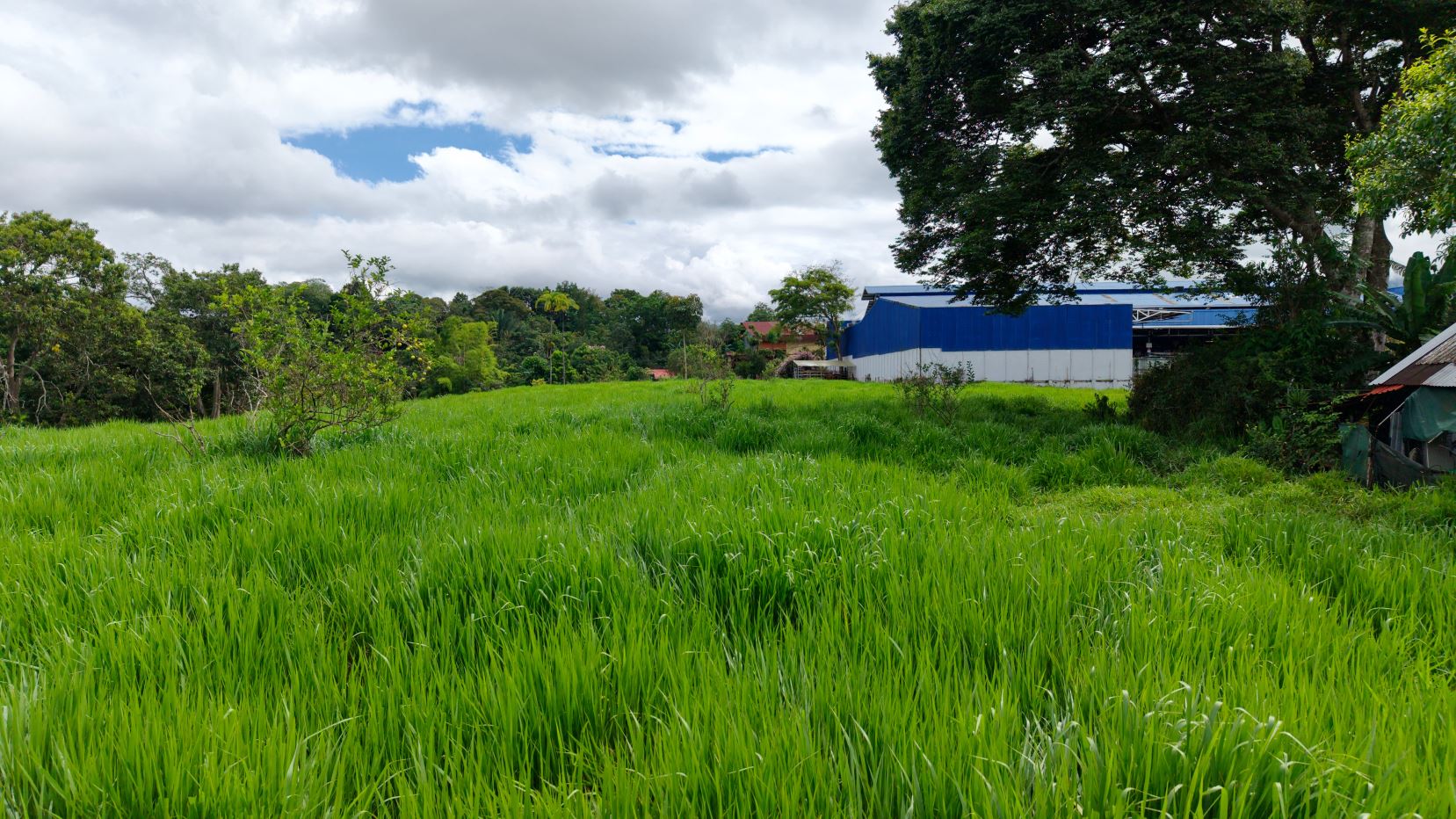 Vast green field with tall grass, a blue and white warehouse in the background, and trees under a cloudy sky.