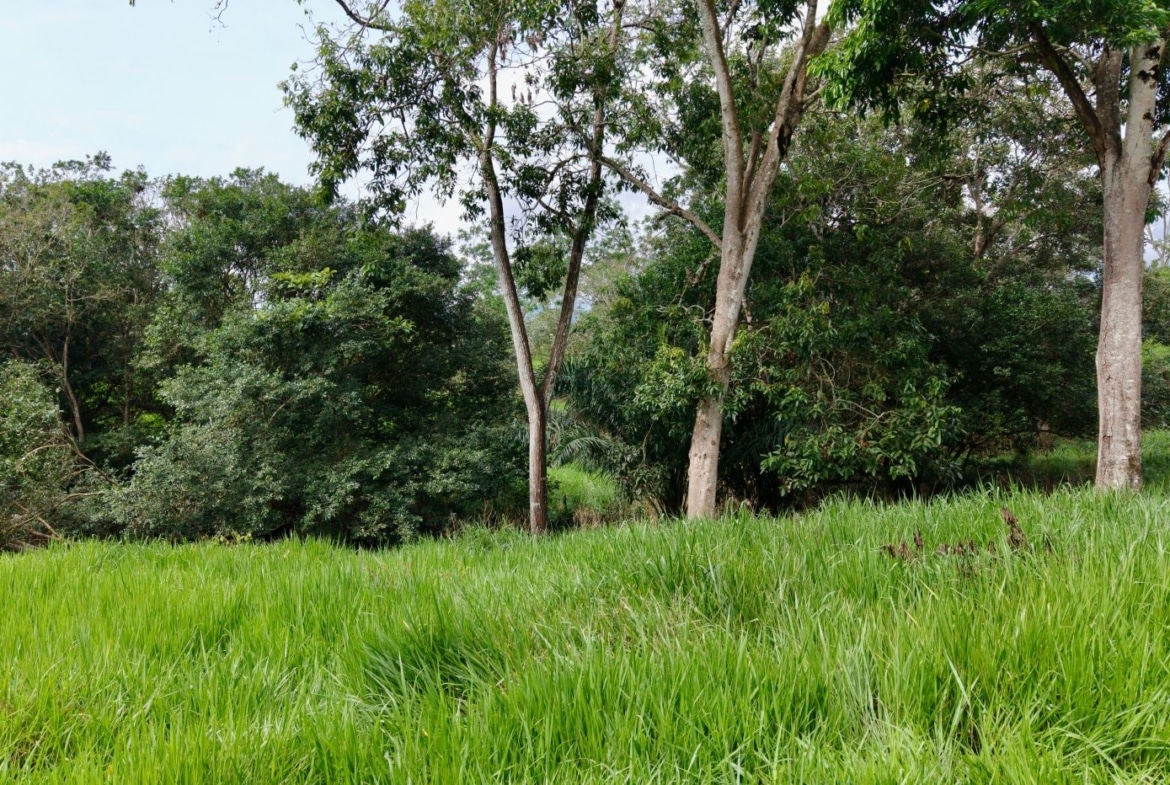 Green meadow with tall grass in the foreground and a dense cluster of trees in the background, forming a forest edge.