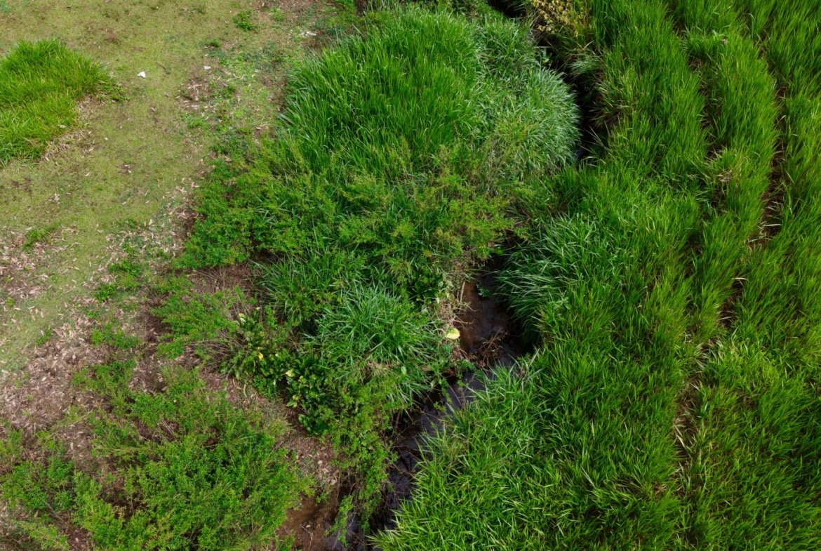 Aerial view of a grassy wetland with tall green reeds surrounding a narrow stream through the center