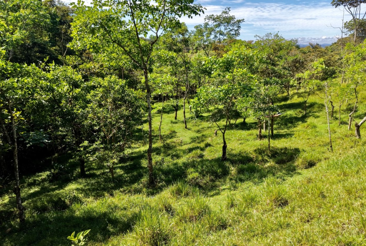 Sunny hillside orchard with young trees and lush green grass under a blue sky
