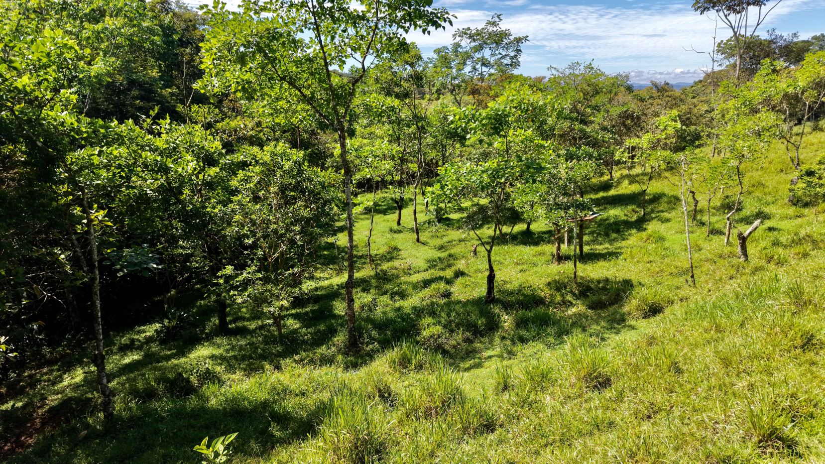 Sunny hillside orchard with young trees and lush green grass under a blue sky