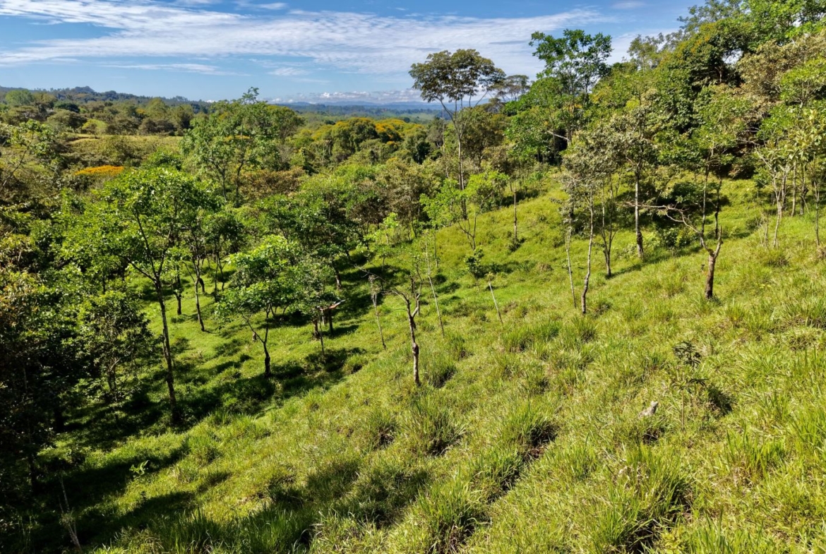 Sloping hillside with evenly spaced young trees under a blue sky and scattered clouds on a sunny day