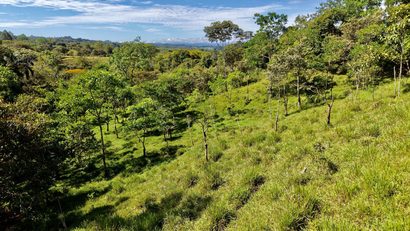 Sloping hillside with evenly spaced young trees under a blue sky and scattered clouds on a sunny day