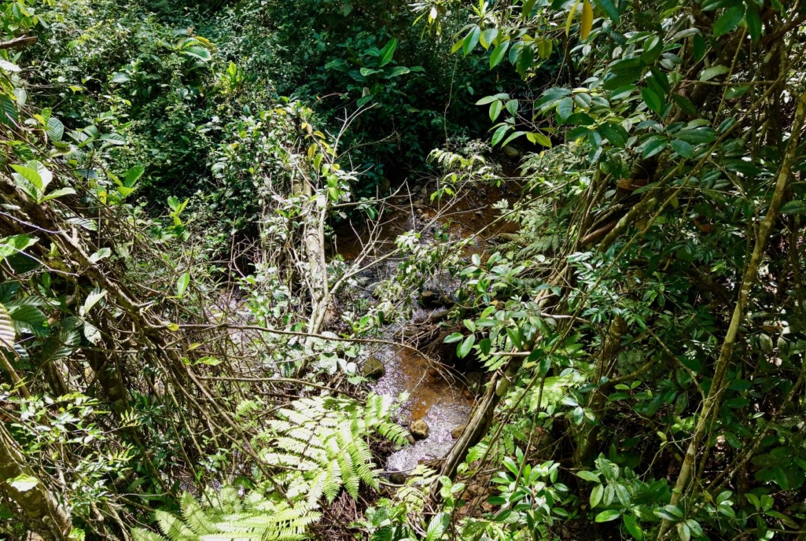 Dense jungle with a narrow stream winding through rocks, seen from above amid vines and green foliage.