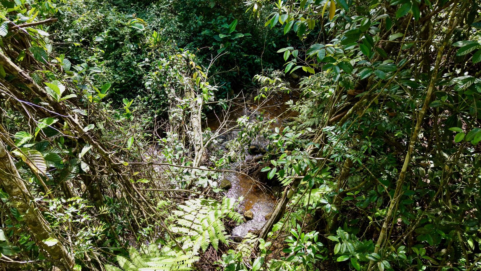 Dense jungle with a narrow stream winding through rocks, seen from above amid vines and green foliage.