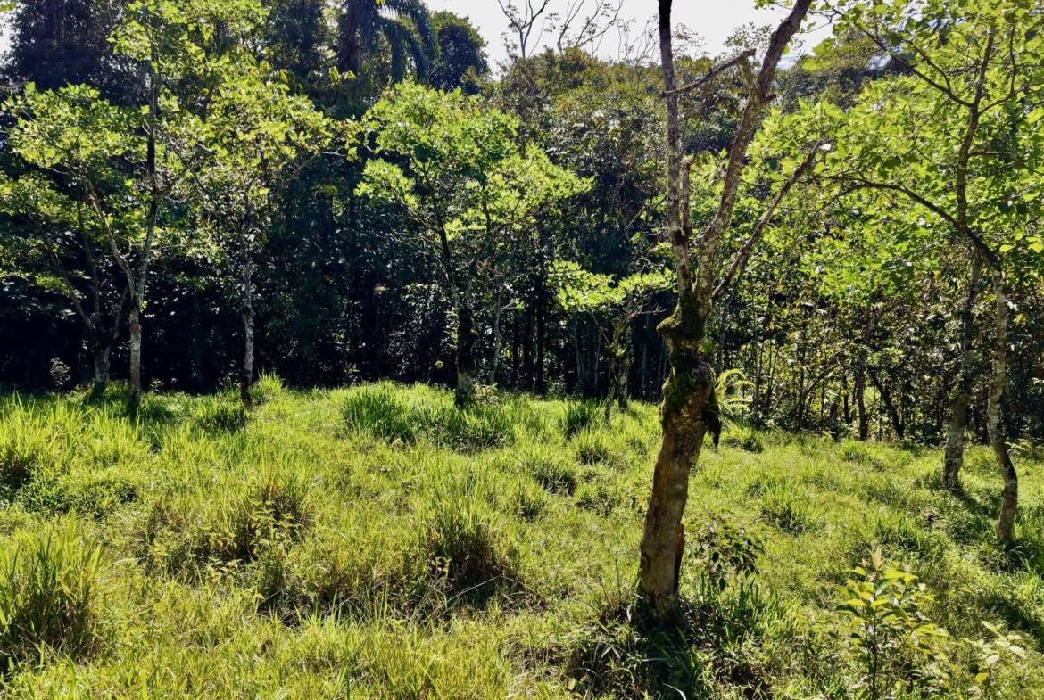 Sunlit forest clearing with green grass and young trees, dense woods in the background.