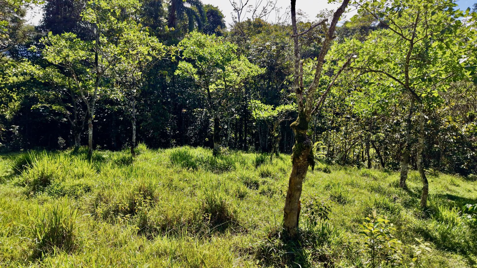 Sunlit forest clearing with green grass and young trees, dense woods in the background.