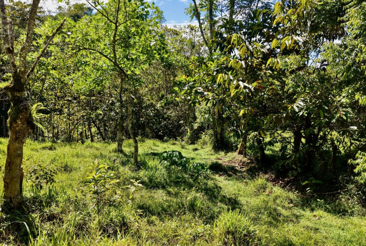 Sunlit garden grove with multiple trees and a grassy clearing among dense foliage.