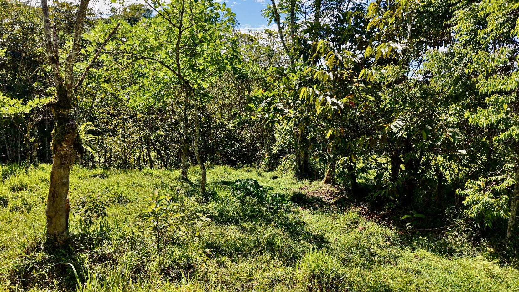 Sunlit garden grove with multiple trees and a grassy clearing among dense foliage.