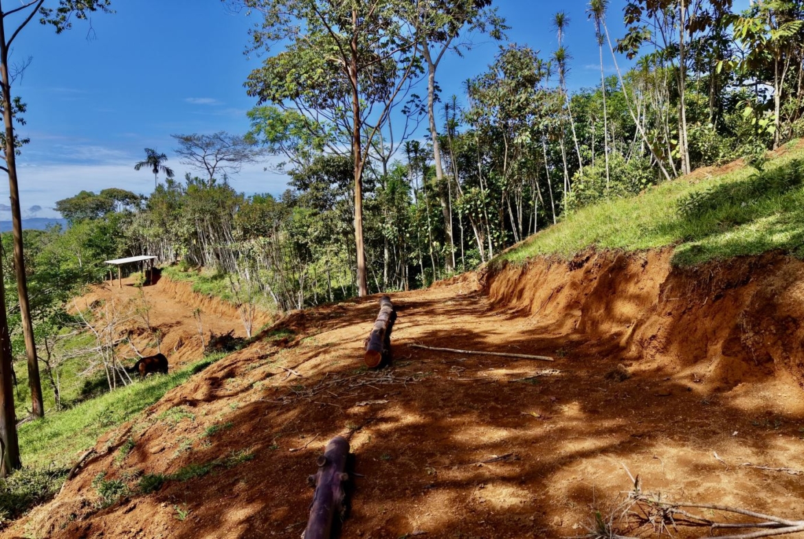 Dirt trail winds through a sunlit forested hillside with cut logs and a small shelter in the distance.