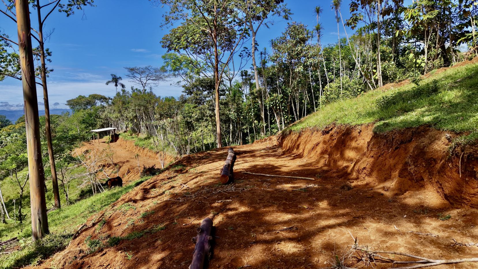 Dirt trail winds through a sunlit forested hillside with cut logs and a small shelter in the distance.