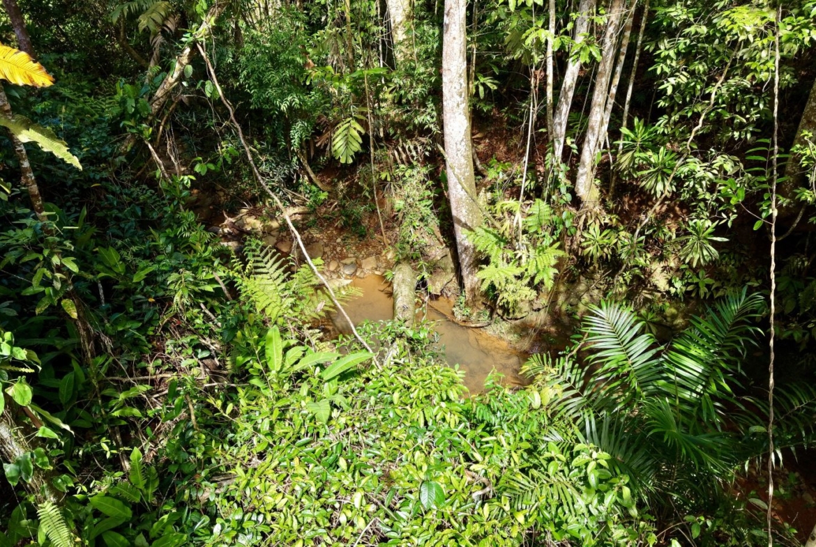 Dense tropical jungle with a muddy, narrow stream running through rocks and lush plants nearby.