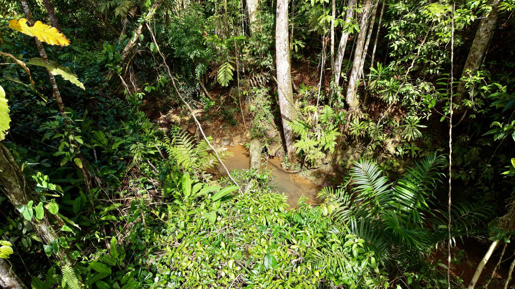 Dense tropical jungle with a muddy, narrow stream running through rocks and lush plants nearby.