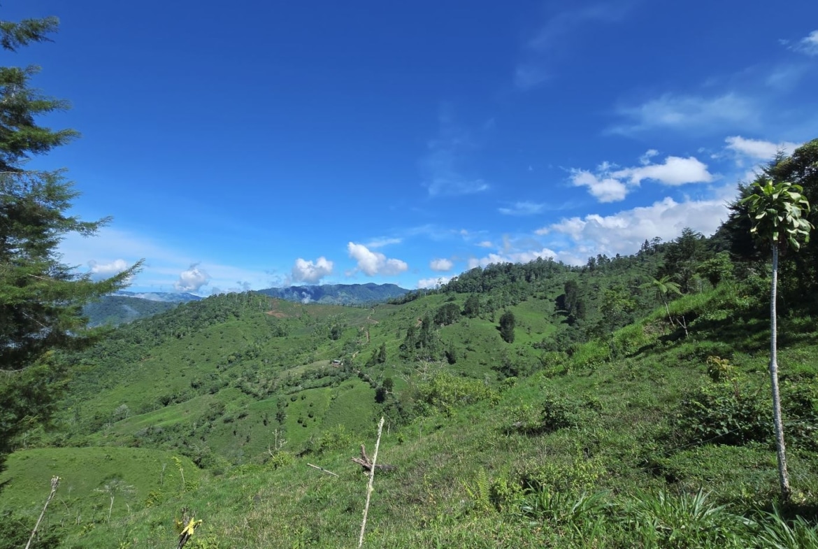 Vast green hillside under a bright blue sky with scattered clouds, trees along the horizon on both sides.