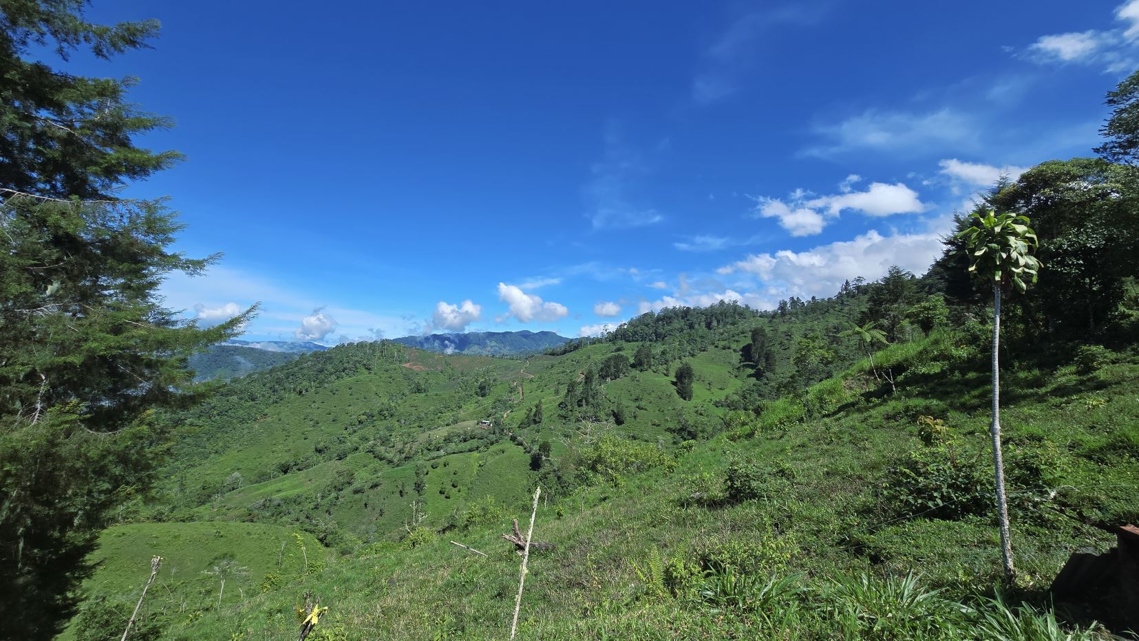 Vast green hillside under a bright blue sky with scattered clouds, trees along the horizon on both sides.
