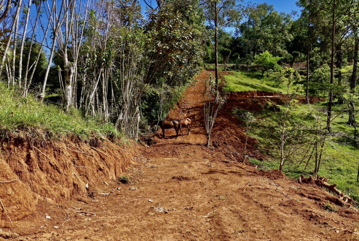 Dirt road winding through a hillside forest with two horses standing on the path under a clear blue sky