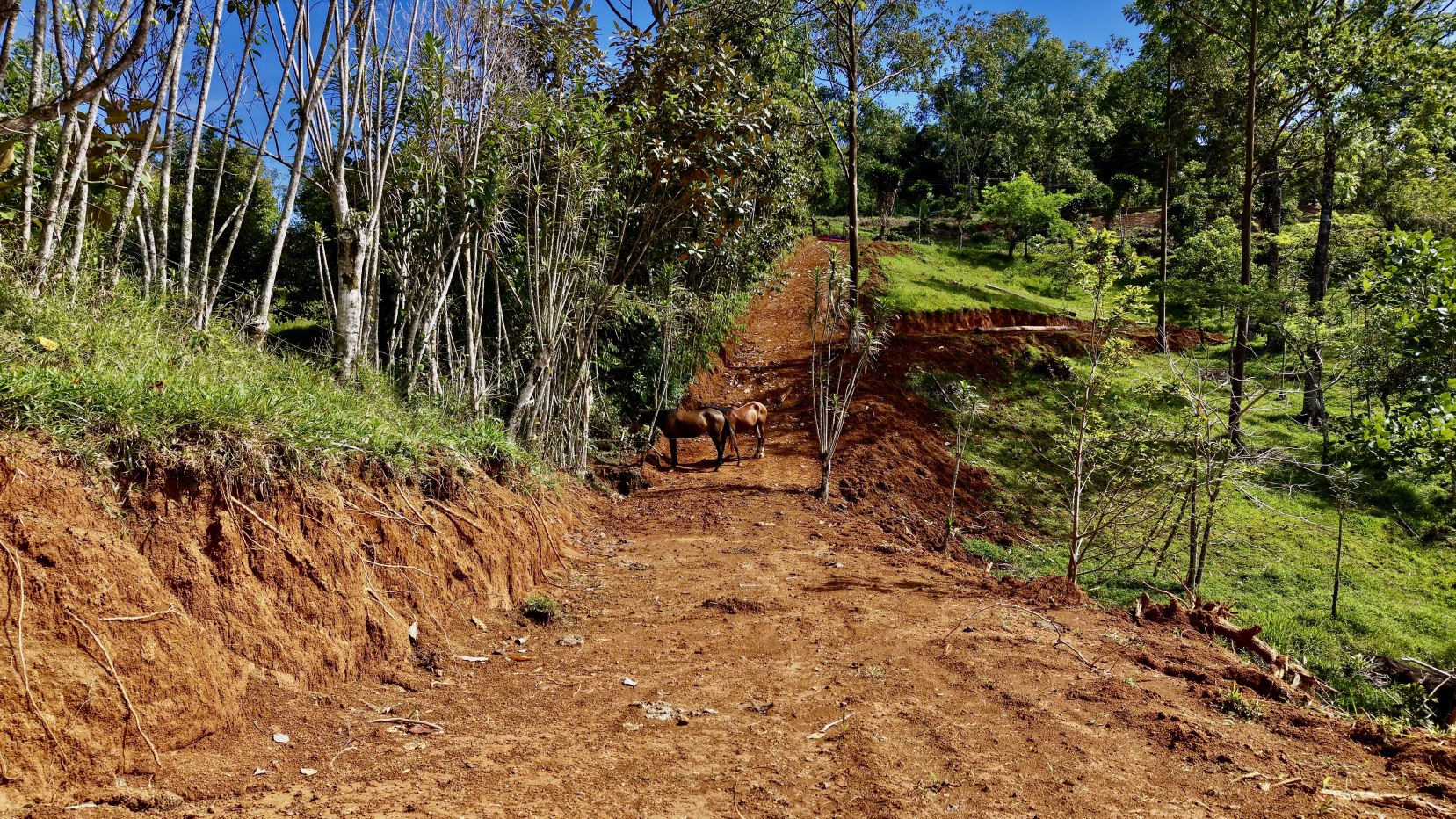 Dirt road winding through a hillside forest with two horses standing on the path under a clear blue sky