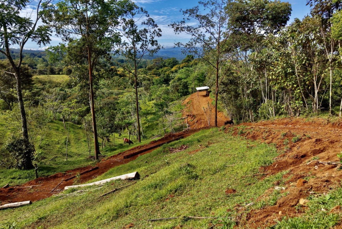 Rural hillside with a dirt road winding through trees and a small white-roofed shelter in the distance.