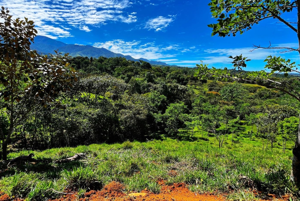 Wide view of a lush, green hillside with trees in the foreground and distant mountains under a bright blue sky with scattered clouds.