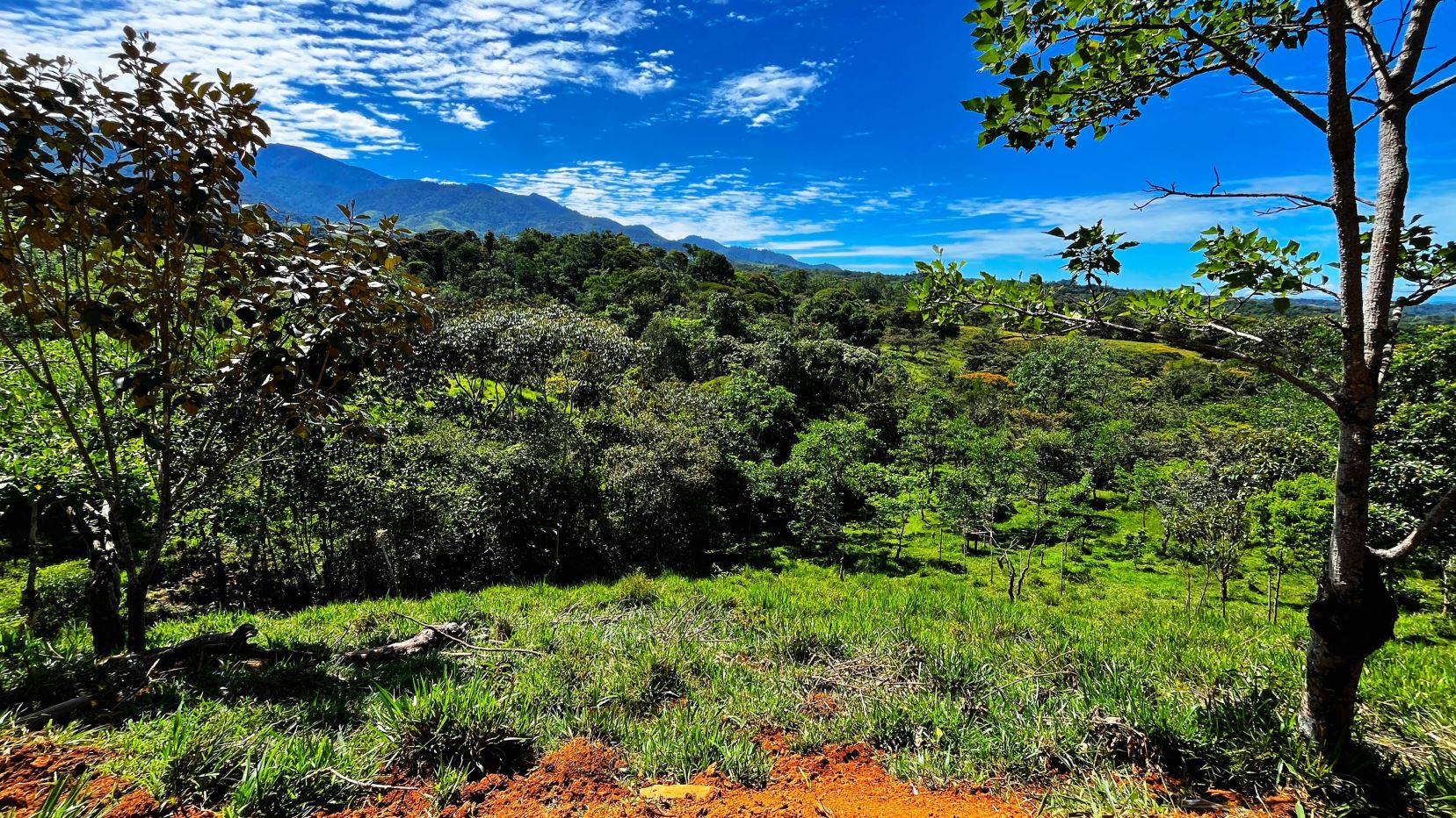 Wide view of a lush, green hillside with trees in the foreground and distant mountains under a bright blue sky with scattered clouds.
