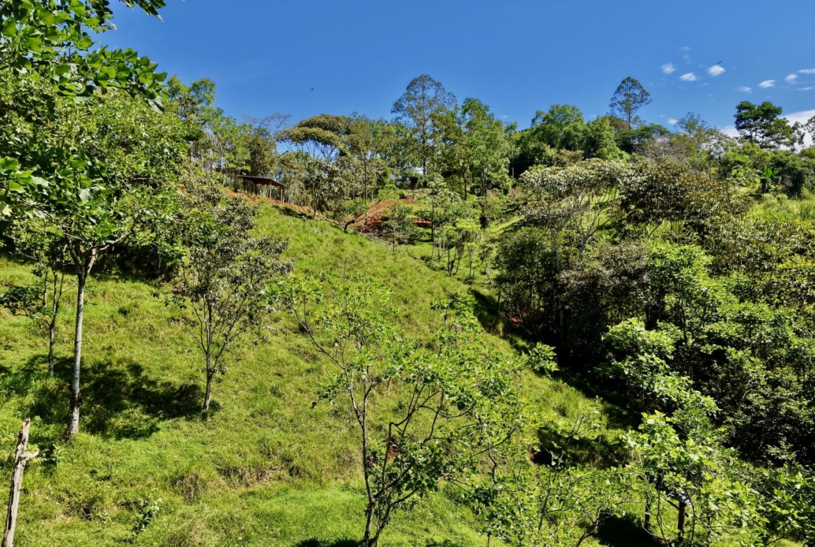 Hilly orchard with small trees on a sunny day under a clear blue sky, green grass and shrubs throughout.