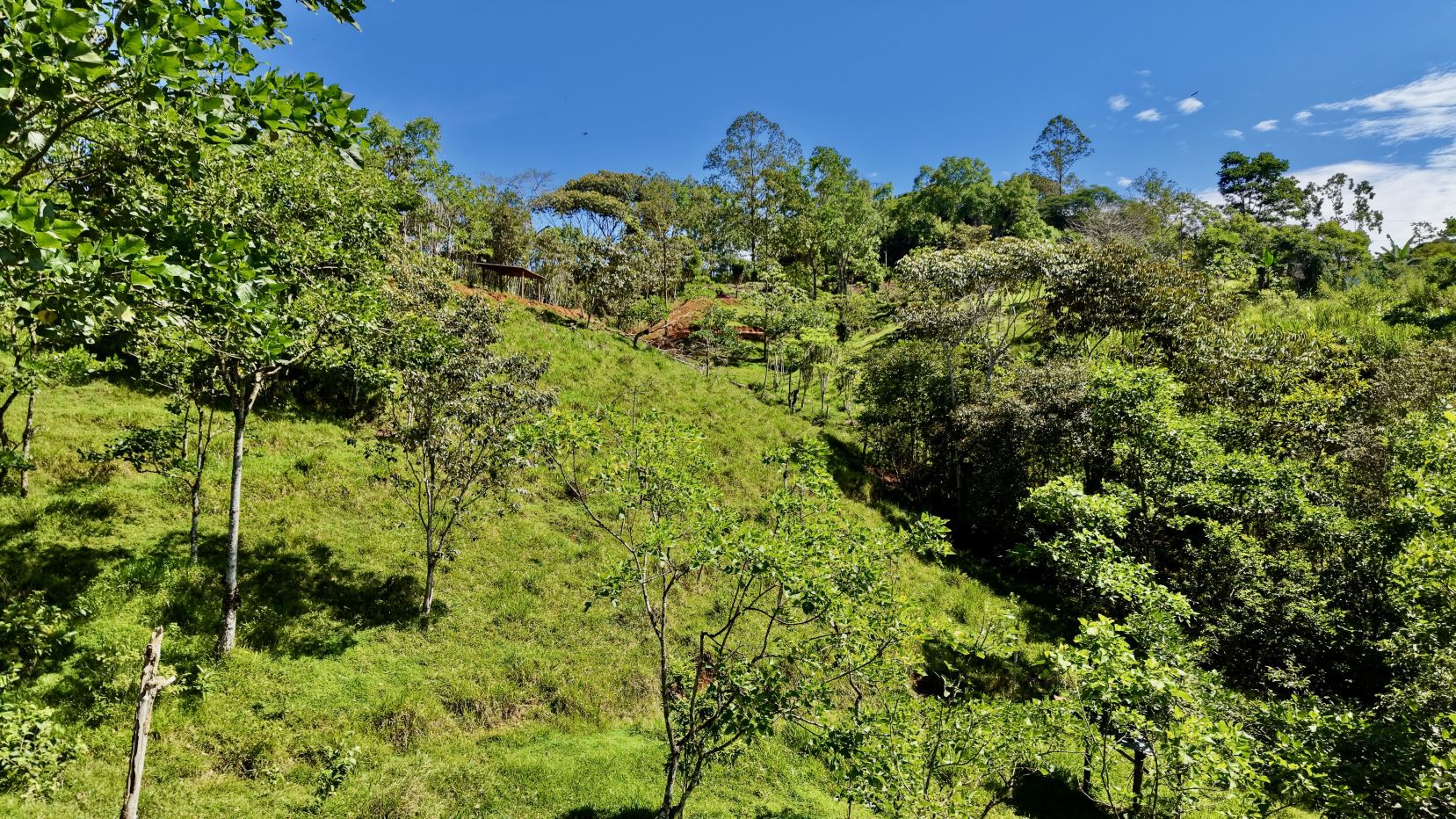 Hilly orchard with small trees on a sunny day under a clear blue sky, green grass and shrubs throughout.