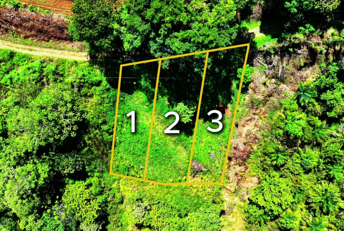 Aerial view of a dense green forest with three orange-outlined plots labeled 1, 2, and 3.