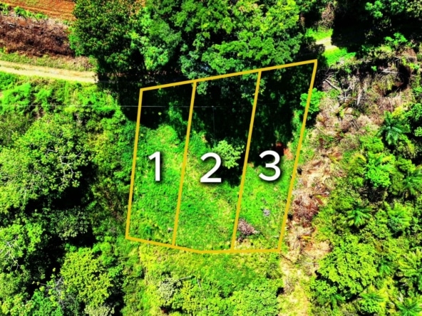 Aerial view of dense green forest with three adjacent outlined plots labeled 1, 2, and 3 in yellow.