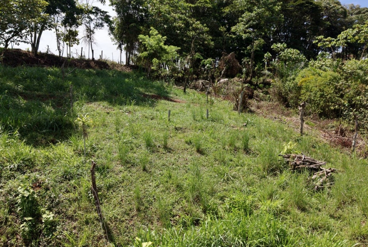 A grassy, fenced plot with young saplings planted in rows and wooden stakes, bordered by trees and dense brush behind.