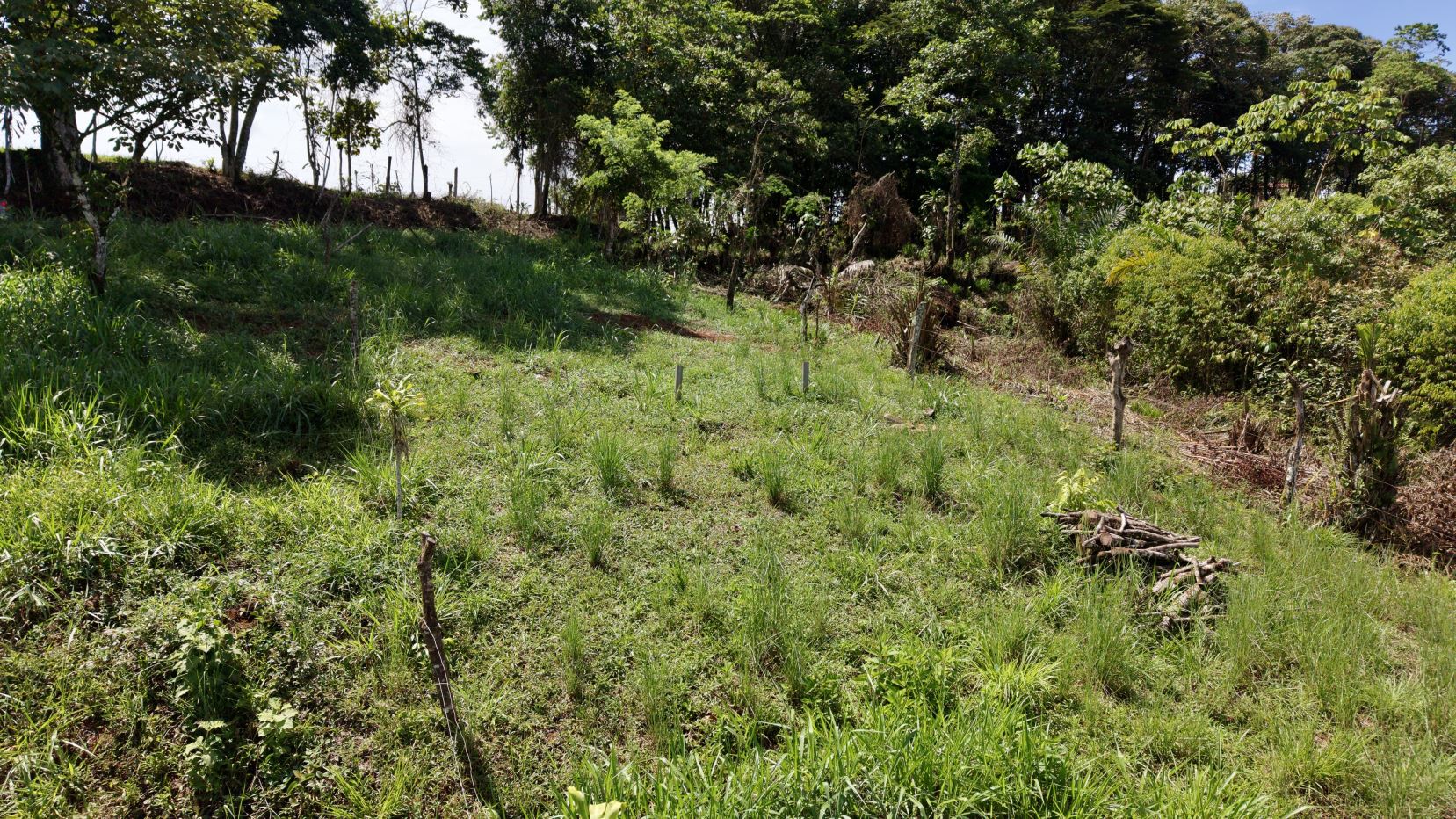 A grassy, fenced plot with young saplings planted in rows and wooden stakes, bordered by trees and dense brush behind.