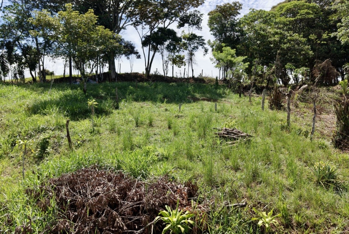 Overgrown grassy lot with scattered fence posts and a line of trees along the far edge.