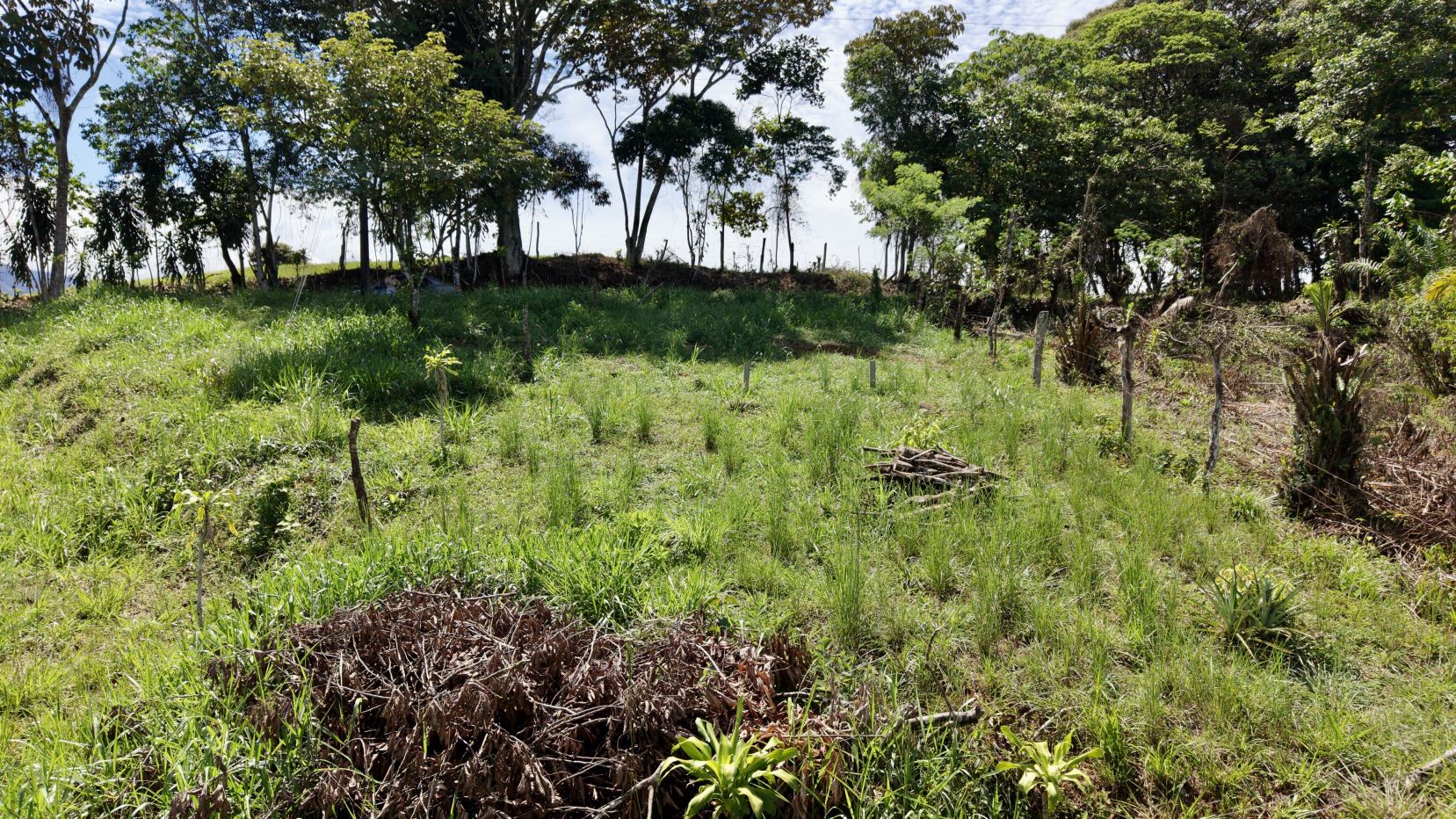 Overgrown grassy lot with scattered fence posts and a line of trees along the far edge.