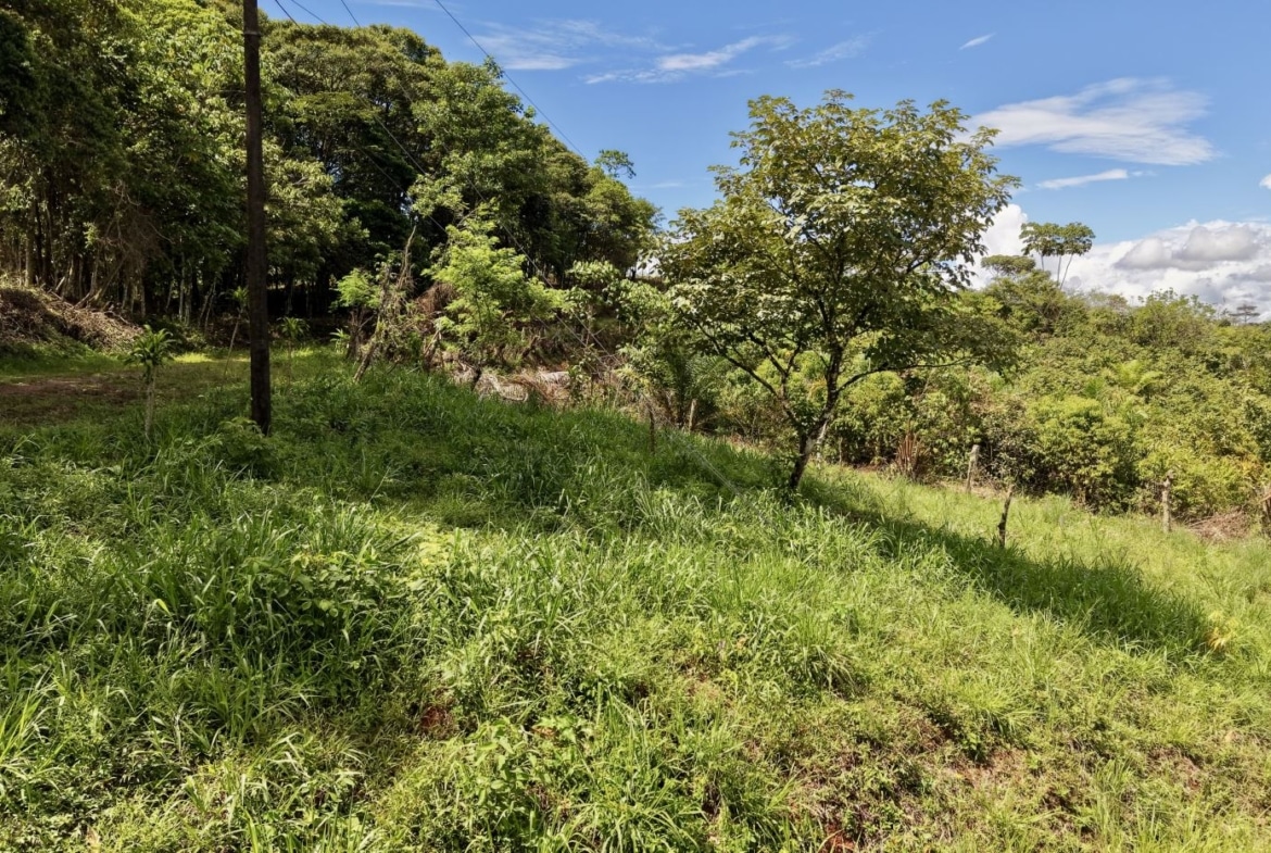 Sunlit grassy hillside with scattered trees and a utility pole against a blue sky.