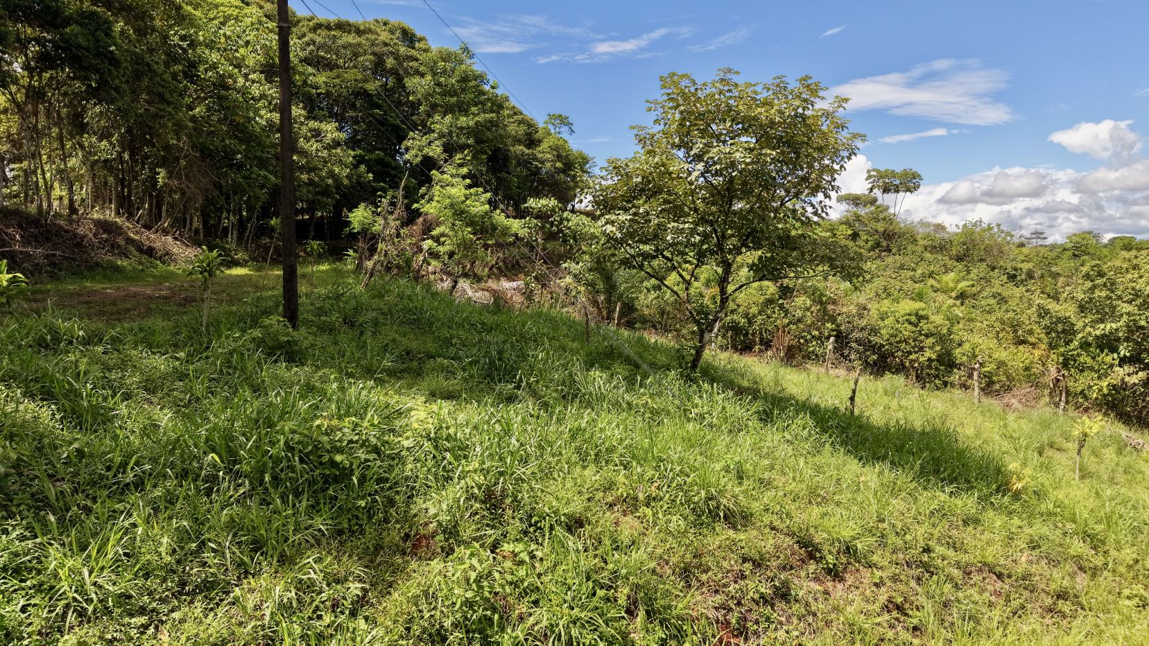 Sunlit grassy hillside with scattered trees and a utility pole against a blue sky.