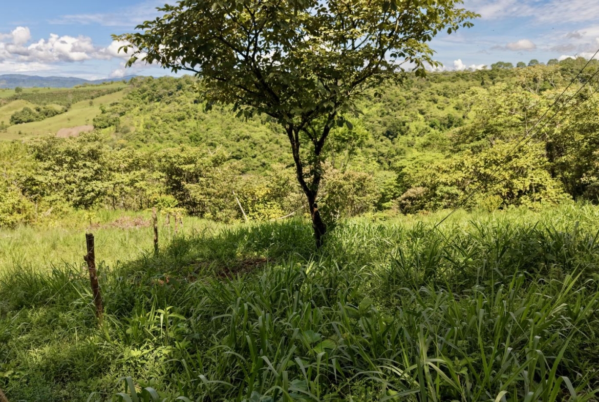 Sunlit rural landscape with a lone tree in the foreground, green grass and fence posts, and rolling hills beyond under a blue sky.
