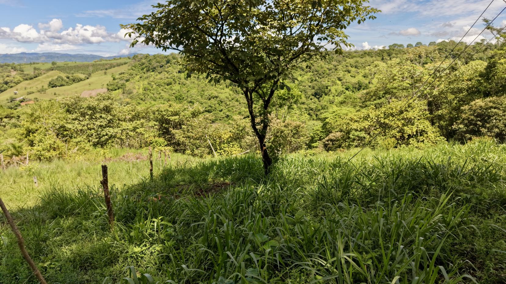 Sunlit rural landscape with a lone tree in the foreground, green grass and fence posts, and rolling hills beyond under a blue sky.