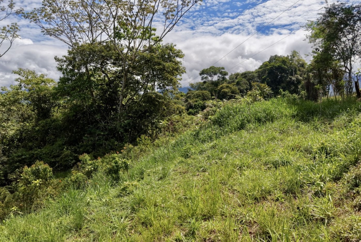 Lush green hillside with tall grasses and dense trees under a partly cloudy blue sky, viewed from a slope.