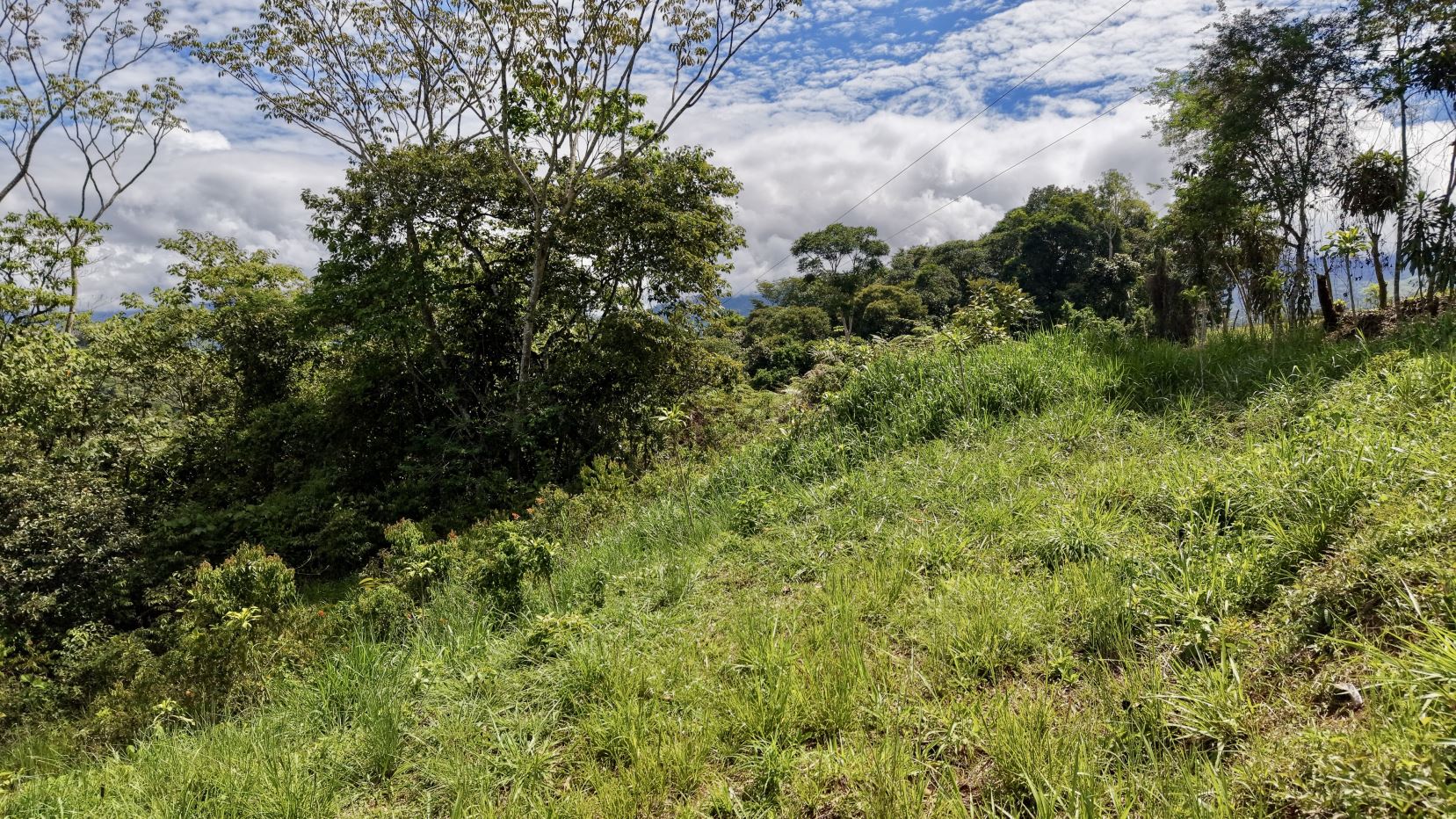 Lush green hillside with tall grasses and dense trees under a partly cloudy blue sky, viewed from a slope.