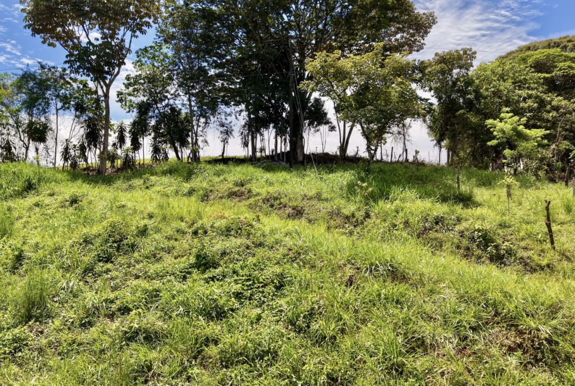 Open grassy field with tall trees in the background under a blue sky with scattered clouds; a few fence posts line the right side.