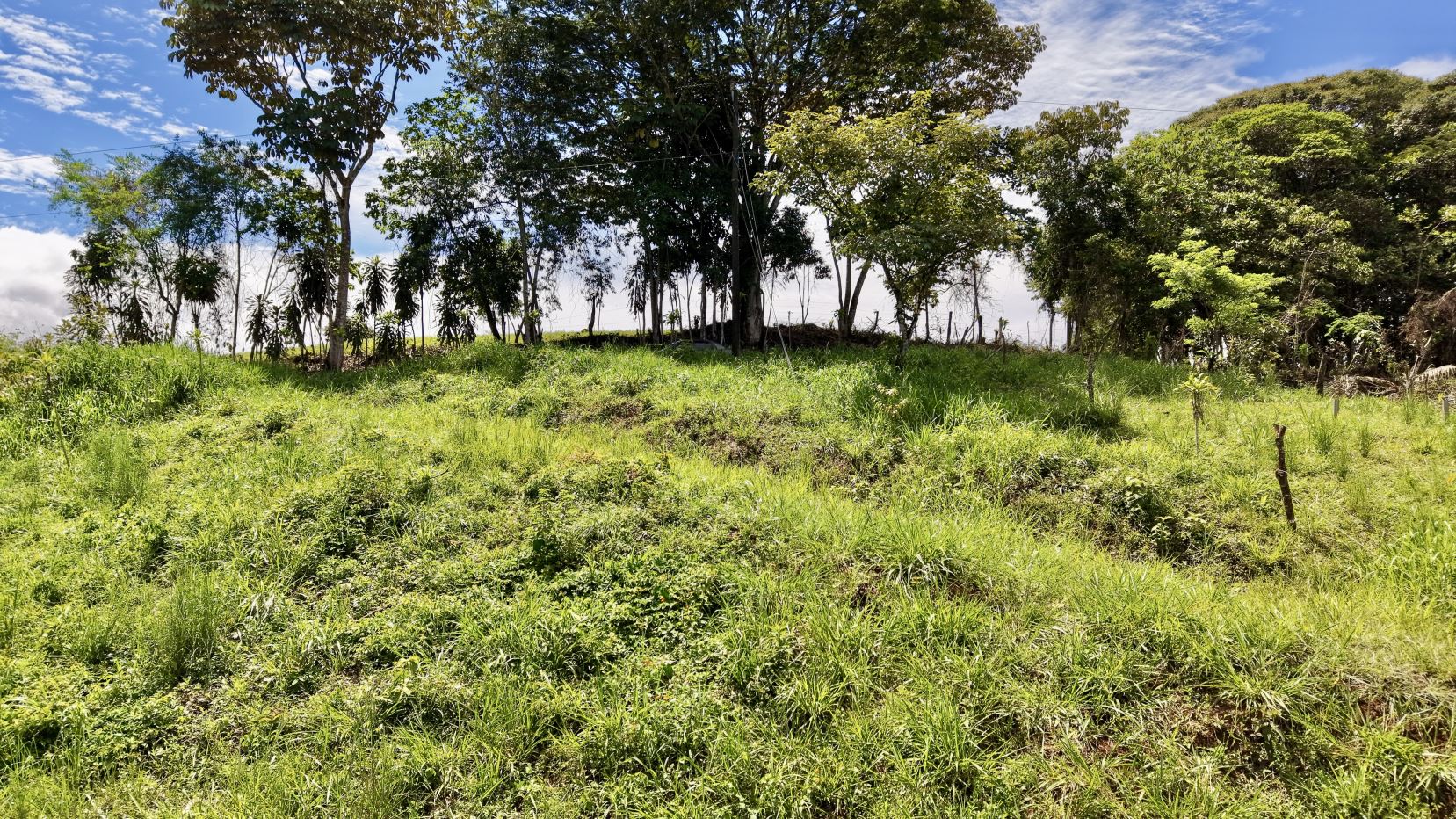 Open grassy field with tall trees in the background under a blue sky with scattered clouds; a few fence posts line the right side.