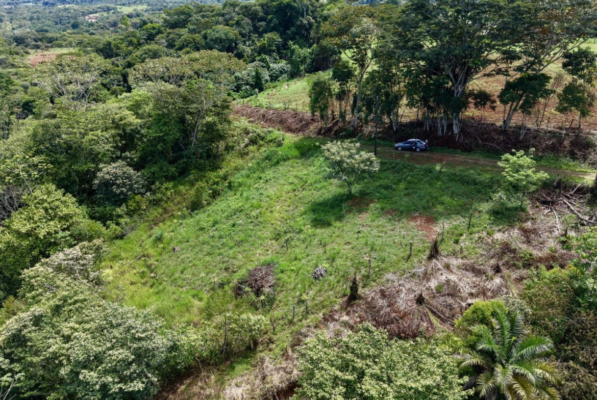 Aerial view of a grassy hillside with dense trees; a dark car parked on a dirt road along the treeline on the right side