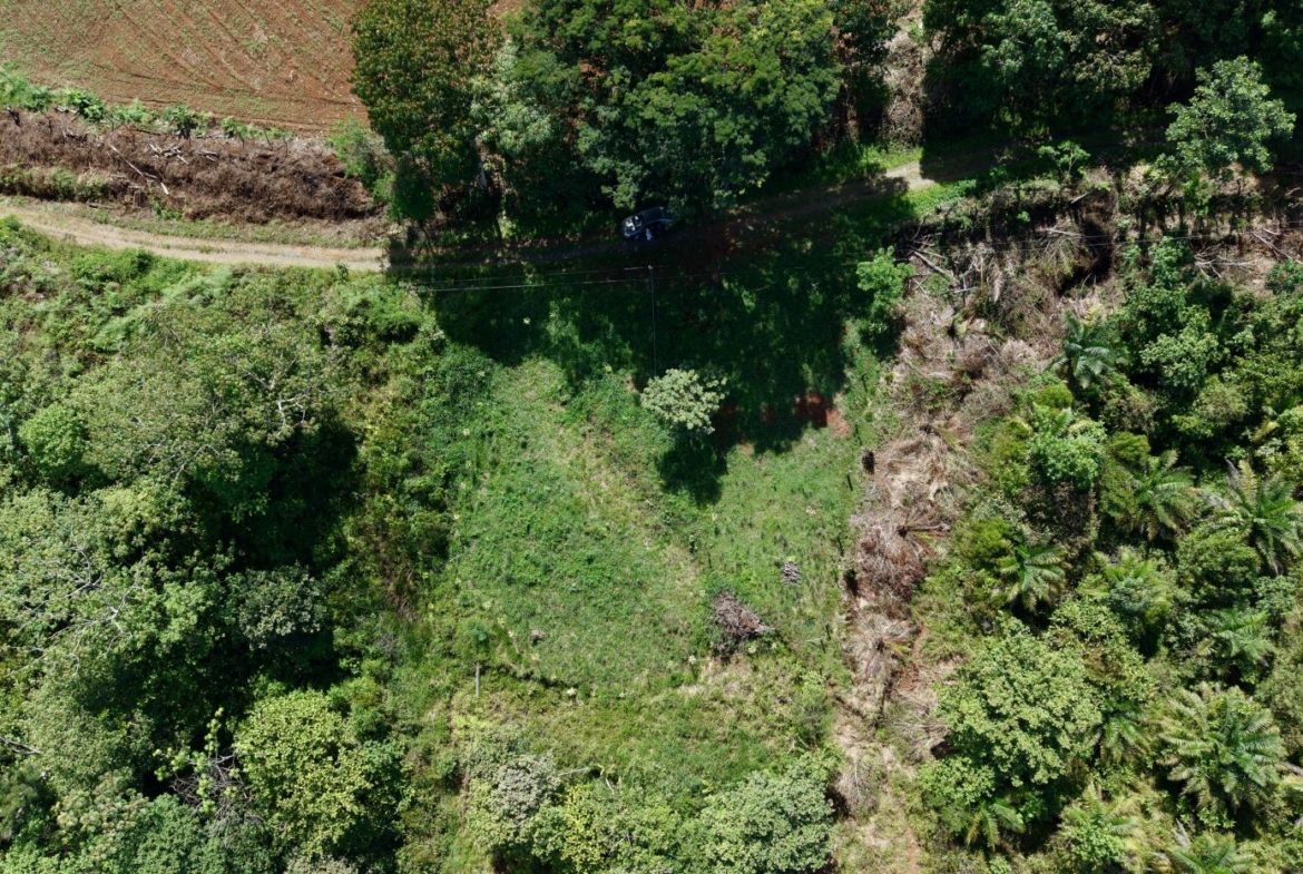 Aerial view of a forested area with a dirt road and a black car near the center of the scene.