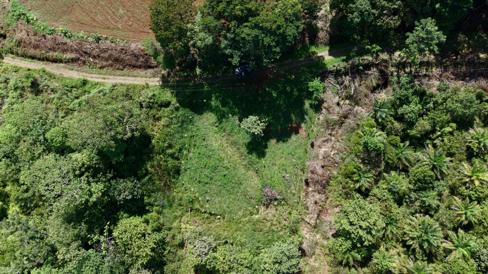 Aerial view of a forested area with a dirt road and a black car near the center of the scene.