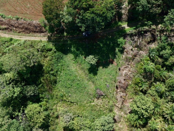 Aerial view of a lush green landscape with a dirt road running across the top and a parked car near a row of trees.