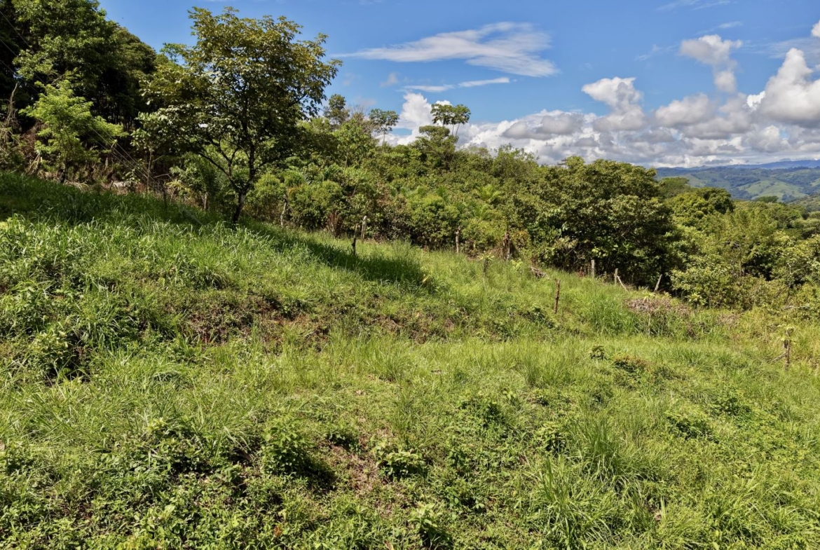 Green hillside field with tall grass and scattered trees under a blue sky with fluffy clouds, distant rolling hills in the background.